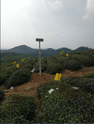 推廣綠色有機(jī)技術(shù)， 打造優(yōu)質(zhì)青米磚茶