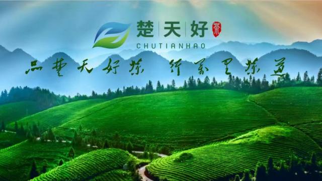 【特別關(guān)注】楚天好茶七大平臺賬號開通 誠邀您的關(guān)注！